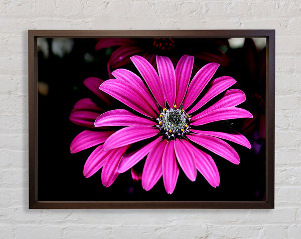 Cerise Daisy Petals Framed Print