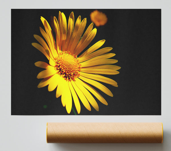 Golden Daisy Petals Giclee Print