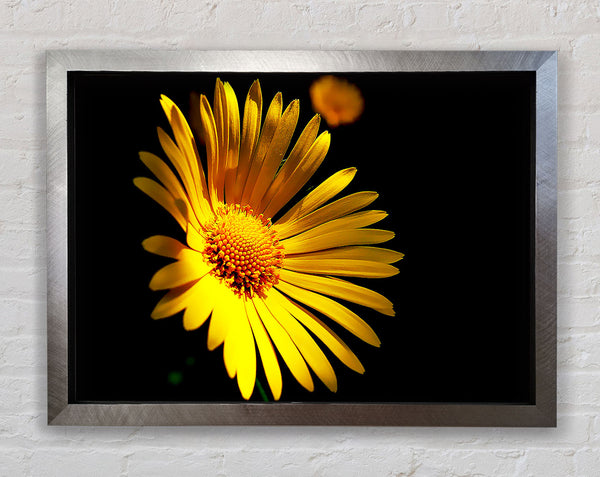 Golden Daisy Petals Framed Print