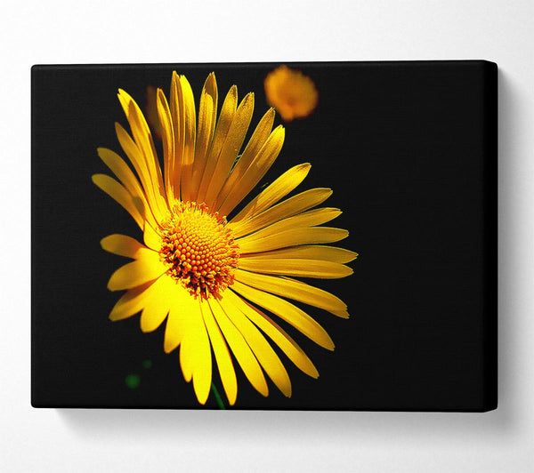  A Canvas Print of Golden Daisy Petals Canvas Print