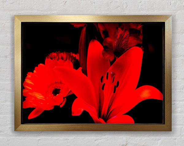 Infra Red Bloom Framed Print