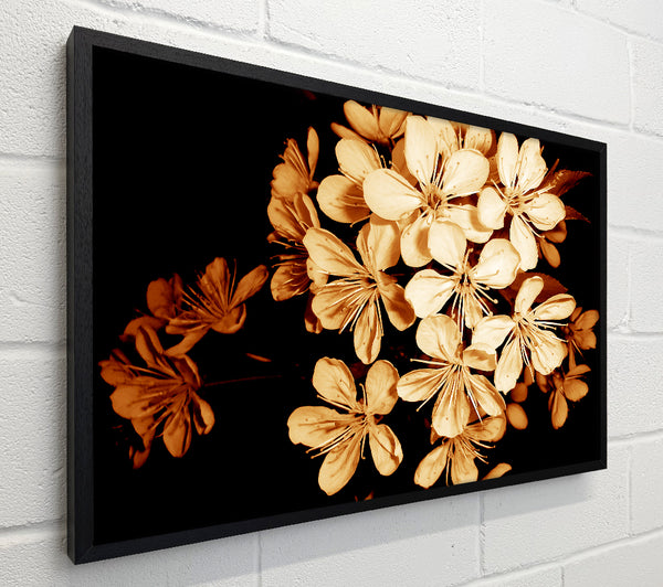 Cocoa Flowers