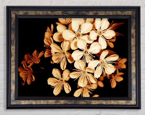 Cocoa Flowers Framed Print