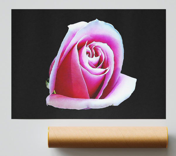 Pink Rose On Black Print
