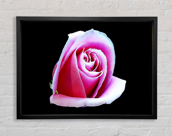 Pink Rose On Black Framed Print