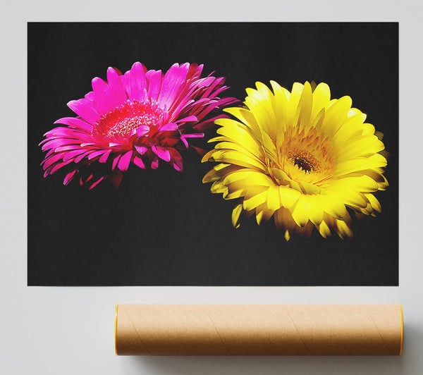 Pink And Yellow Gerbera Delight Giclee Print