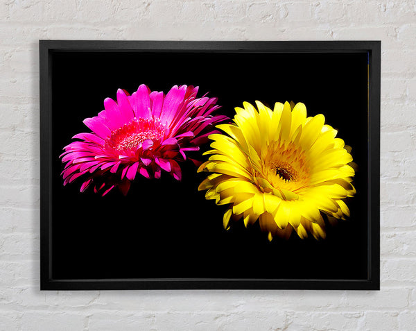 Pink And Yellow Gerbera Delight Framed Print