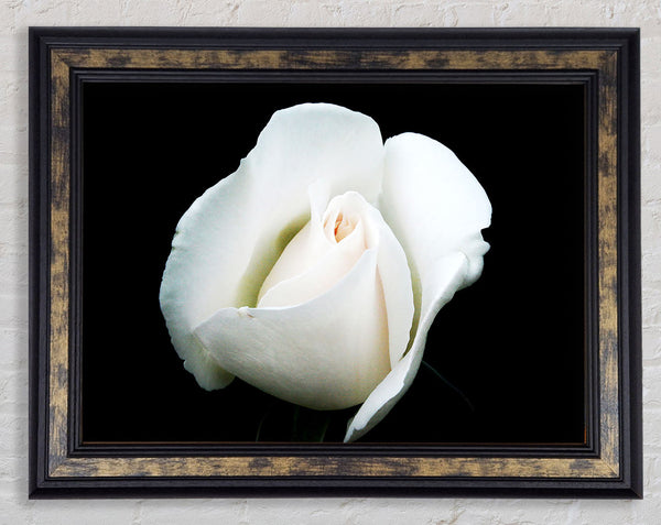 White Rose Blossom Framed Print