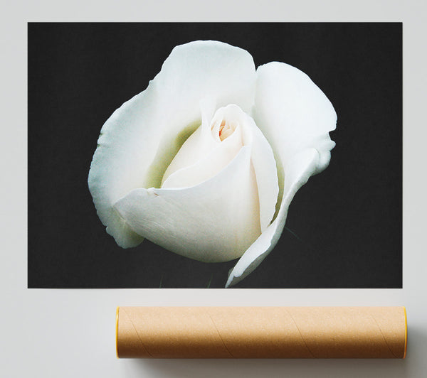 White Rose Blossom Giclee Print