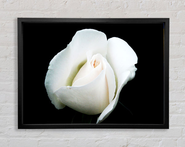 White Rose Blossom Framed Print