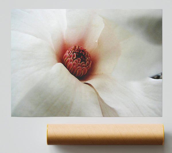 Soft Pink Centre Giclee Print