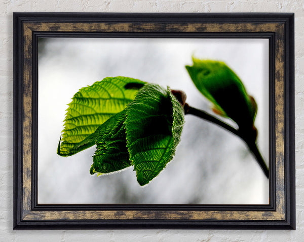The Winter Leaves Framed Print