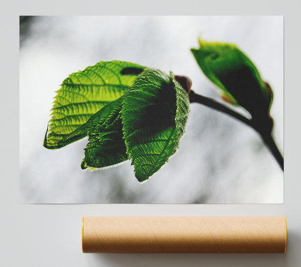 The Winter Leaves Poster