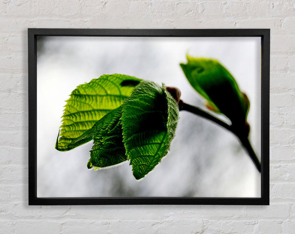 The Winter Leaves Framed Print