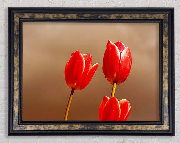 Red Tulip Trio Framed Print