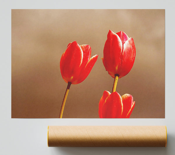 Red Tulip Trio Giclee Print