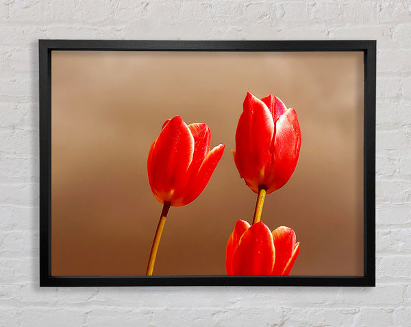 Red Tulip Trio Framed Print