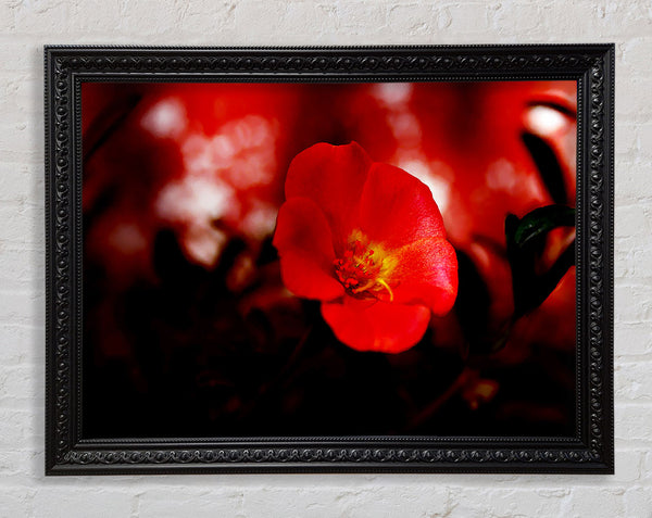Cherry Red Framed Print