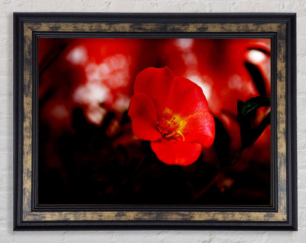 Cherry Red Framed Print