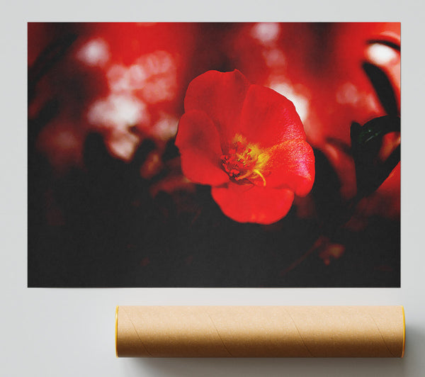 Cherry Red Giclee Print