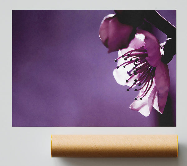 Purple Apple Blossom Giclee Print