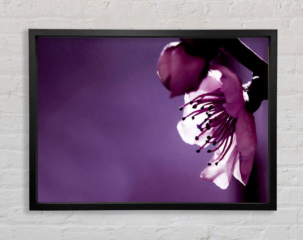 Purple Apple Blossom Framed Print