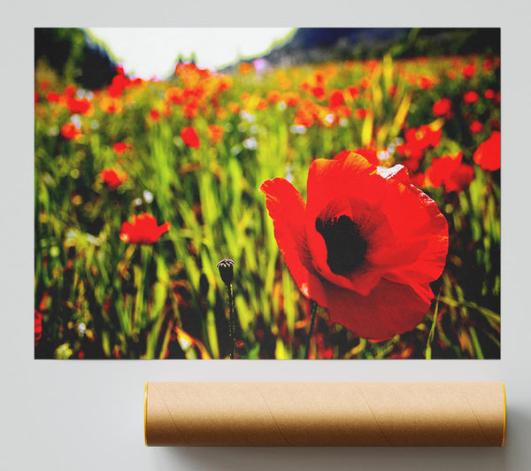 Red Poppy Fields In Golden Sunlight Print