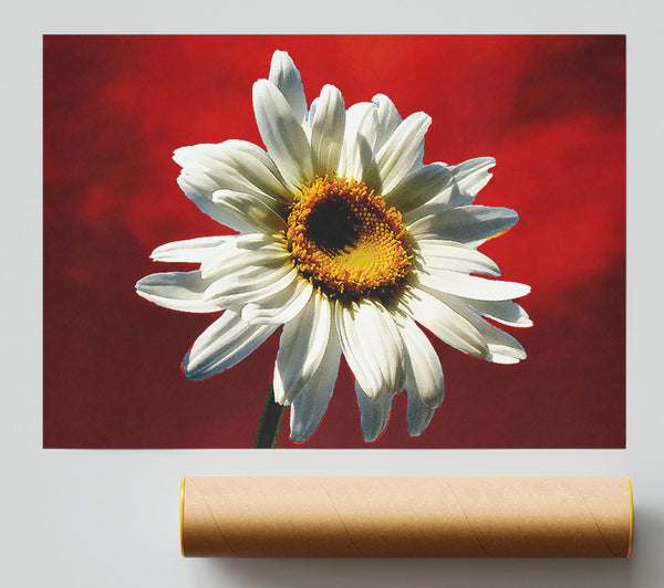 White Daisy On Red Print