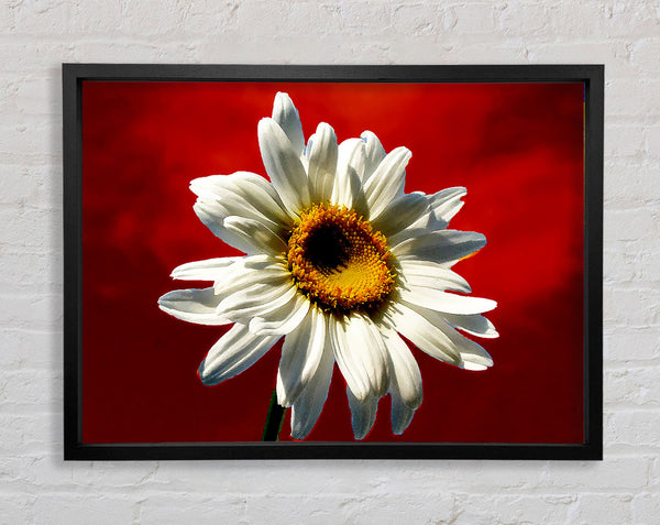 White Daisy On Red Framed Print