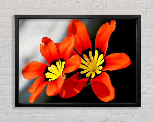 Orange Petaled Beauties Framed Print