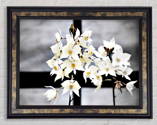 White Snowdrop Cross Framed Print