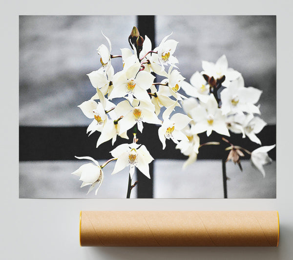 White Snowdrop Cross Giclee Print