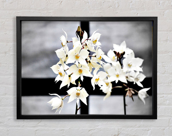 White Snowdrop Cross Framed Print