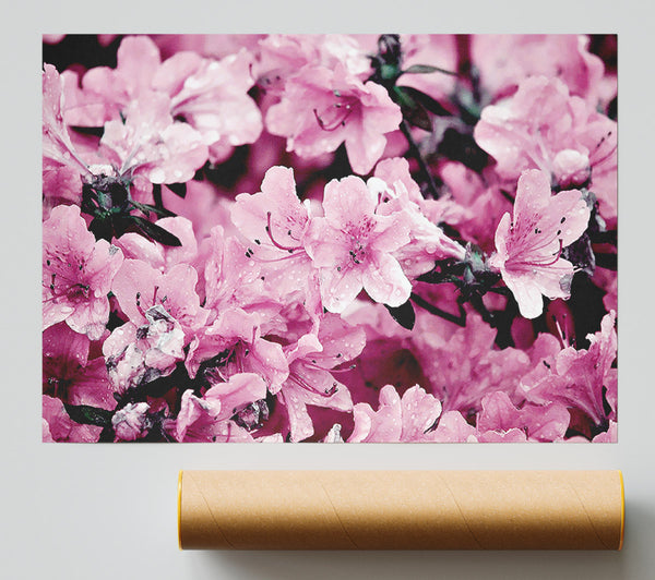 Pink Ocean Spray Poster
