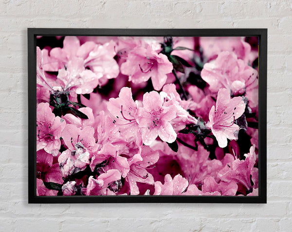 Pink Ocean Spray Framed Print