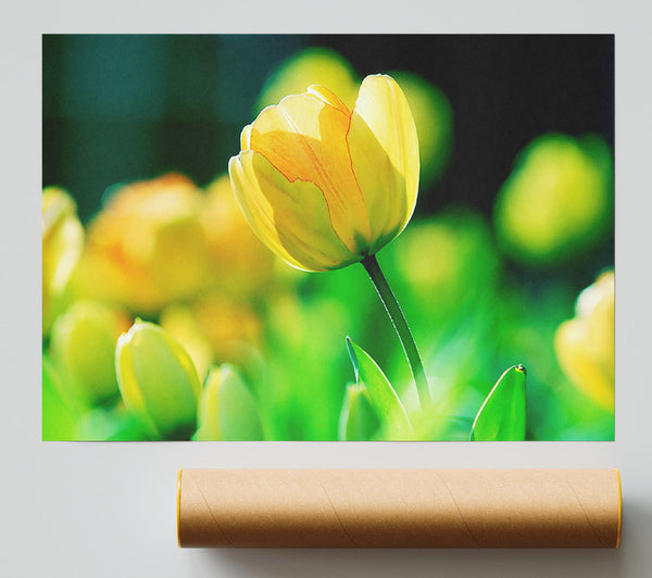 Yellow Tulip Sunlight Poster