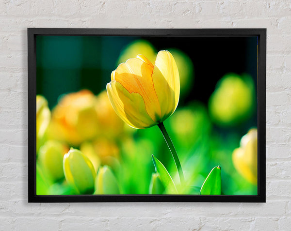 Yellow Tulip Sunlight Framed Print