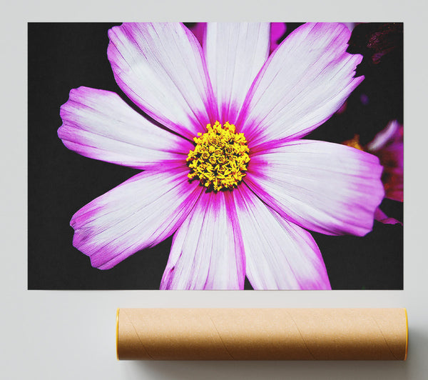 Pink Petal Stunner Giclee Print