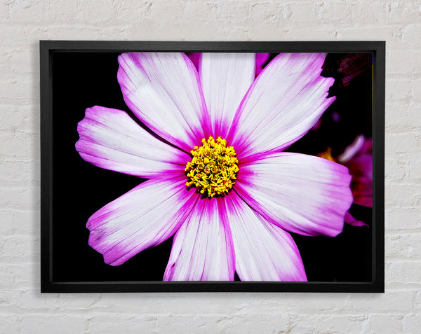 Pink Petal Stunner Framed Print