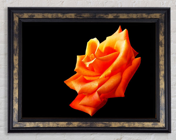 Single Orange Rose In Bloom Framed Print