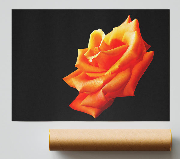 Single Orange Rose In Bloom Print