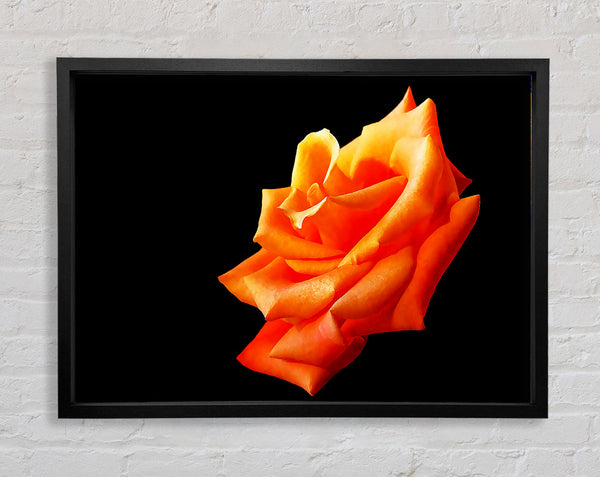 Single Orange Rose In Bloom Framed Print