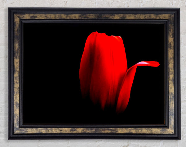 Fire Red Tulip Petal Framed Print