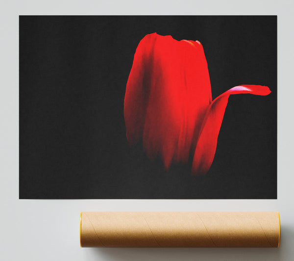 Fire Red Tulip Petal Poster