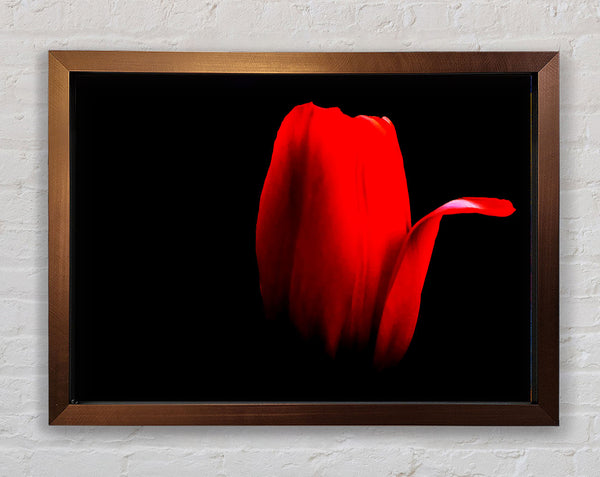 Fire Red Tulip Petal Framed Print