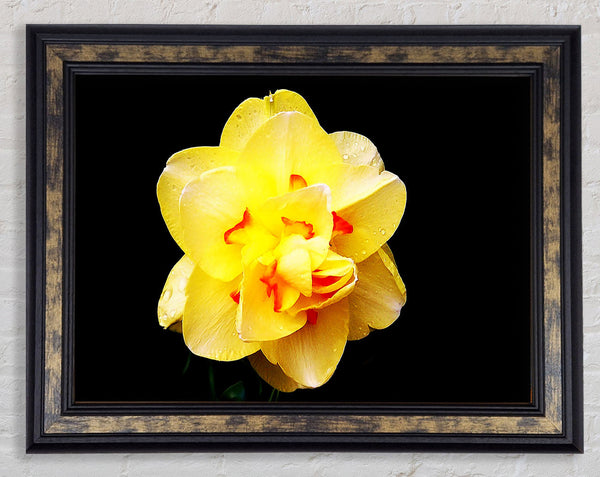Yellow Star Flower Framed Print