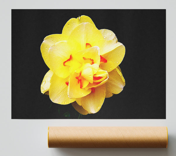 Yellow Star Flower Poster