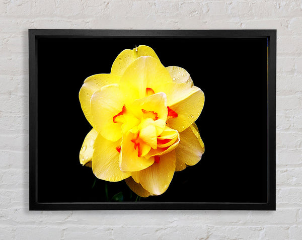 Yellow Star Flower Framed Print
