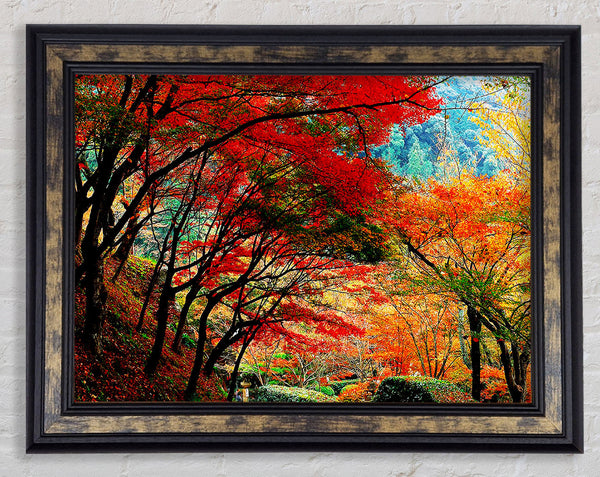 Autumn Tree Delight Framed Print