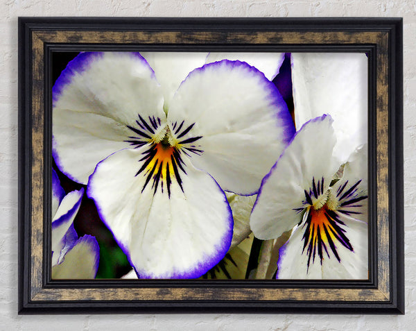 White Purple Petals Framed Print